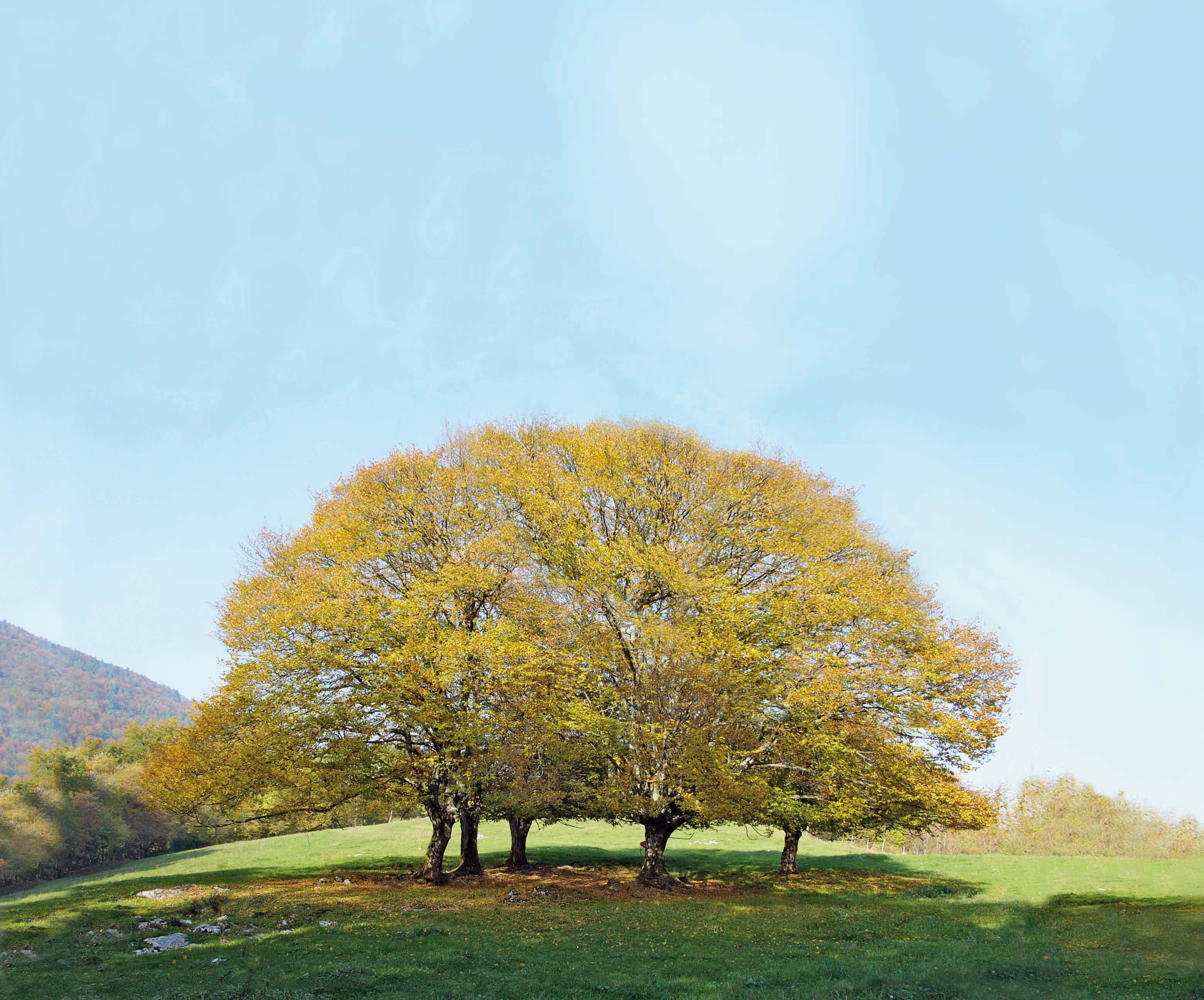 Bruno Gutweniger logo